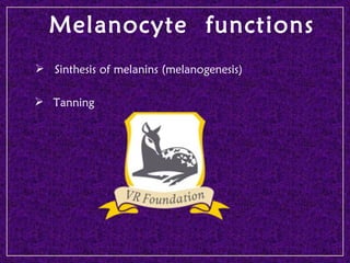 Biology of melanocyte - Professor Torello Lotti, MD - University G ...