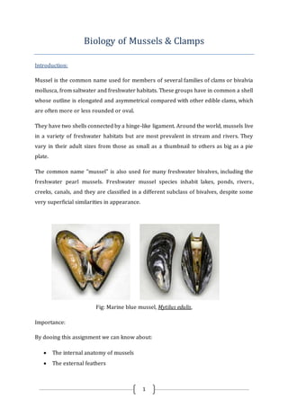 1
Biology of Mussels & Clamps
Introduction:
Mussel is the common name used for members of several families of clams or bivalvia
mollusca, from saltwater and freshwater habitats. These groups have in common a shell
whose outline is elongated and asymmetrical compared with other edible clams, which
are often more or less rounded or oval.
They have two shells connected by a hinge-like ligament. Around the world, mussels live
in a variety of freshwater habitats but are most prevalent in stream and rivers. They
vary in their adult sizes from those as small as a thumbnail to others as big as a pie
plate.
The common name "mussel" is also used for many freshwater bivalves, including the
freshwater pearl mussels. Freshwater mussel species inhabit lakes, ponds, rivers,
creeks, canals, and they are classified in a different subclass of bivalves, despite some
very superficial similarities in appearance.
Fig: Marine blue mussel, Mytilus edulis,
Importance:
By dooing this assignment we can know about:
 The internal anatomy of mussels
 The external feathers
 