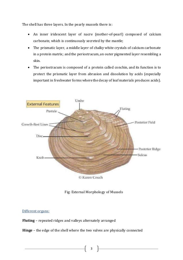 Biology of mussels & Camps