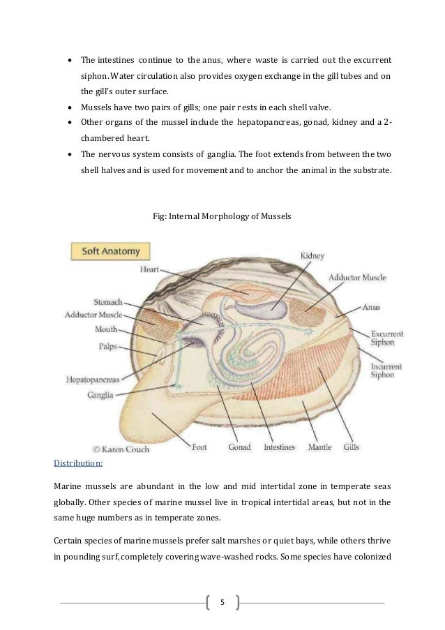 Biology of mussels & Camps
