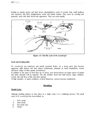 11 | P a g e
feeding on aquatic insects and their larvae, phytoplankton, seeds of cereals, fruit, small mollusca
and crustacea, fish flesh, slaughterhouse waste and animal remains. They move by crawling and
generally swim with their dorsal side uppermost. They can swim rapidly.
Figure 1.5: The life cycle of M. rosenbergii
Food and feeding habit:
M. rosenbergii are omnivores and mostly nocturnal feeder. As a larvae grow they become
aggressive sight feeders and feed almost continuously, primarily on small zooplankton, worms
and larval stages of other aquatic invertebrates.
In addition to the types of food they ate as larvae, post larval prawns eat larger pieces of animal
and plant materials will be ingested. The diet includes larval and adult insects, algae, mollusks,
worms, fish and faces of fish and other animals.
At high densities, or under conditions of food limitations, prawns become cannibalistic.
Moulting
Moult Cycle:
Although moulting appears to take place as a single event, it is a multistage process. The moult
cycle in M. rosenbergii has been defined as:
i. Post- moult,
ii. Inter-moult,
iii. Pre-moult and
iv. Moult.
 