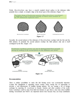 14 | P a g e
Firstly, Macrobrachium spp, have a smooth rounded dorsal surface to the abdomen while
penaeids have a simple or complex ridge at the dorsal apex of the abdomen. (Figure 1.7)
Figure 1.7
Secondly, the second pleuron of the abdomen of Macrobrachium overlaps both the first and the
third pleuron. In penaeids the second pleuron overlaps the third pleuron only and is itself
overlapped by the first. (Figure 1.8)
Figure 1.8
Recommendation:
There is endless possibilities to make this fish farming sector very economically important.
Country like Bangladesh is agriculture based country where having lots of opportunity to
develop a well infrastructure of shellfish farming industry. We are earning a lot of foreign
exchange by exporting M. rosenbergii to Europe, America and other countries of the world.
Some workshops could be done from field level farmers to give them a clear idea about shellfish
farming. Government and NGO’s are important factors here because they can keep contribution
 
