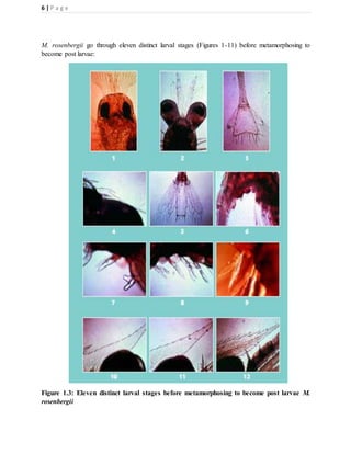 6 | P a g e
M. rosenbergii go through eleven distinct larval stages (Figures 1-11) before metamorphosing to
become post larvae:
Figure 1.3: Eleven distinct larval stages before metamorphosing to become post larvae M.
rosenbergii
 