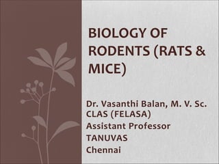 Biology of rodents (rats & mice) | PDF
