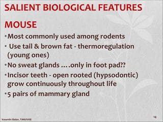 Biology of rodents (rats & mice) | PDF