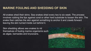Picture of Biology of sea snakes.pptx