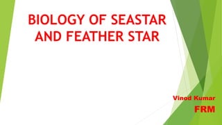 BIOLOGY OF SEASTAR
AND FEATHER STAR
Vinod Kumar
FRM
 