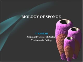 BIOLOGY OF SPONGE
T. RAMESH
Assistant Professor of Zoology
Vivekananda College
 