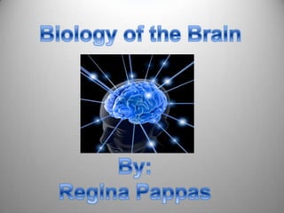 Biology of the Brain By: Regina Pappas 