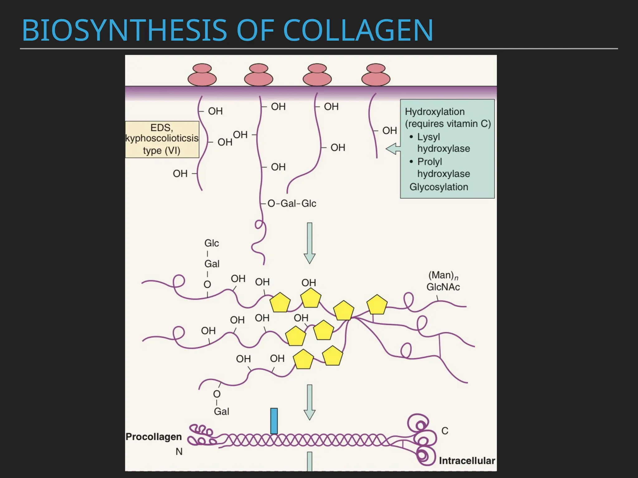 BIOSYNTHESIS OF COLLAGEN
 