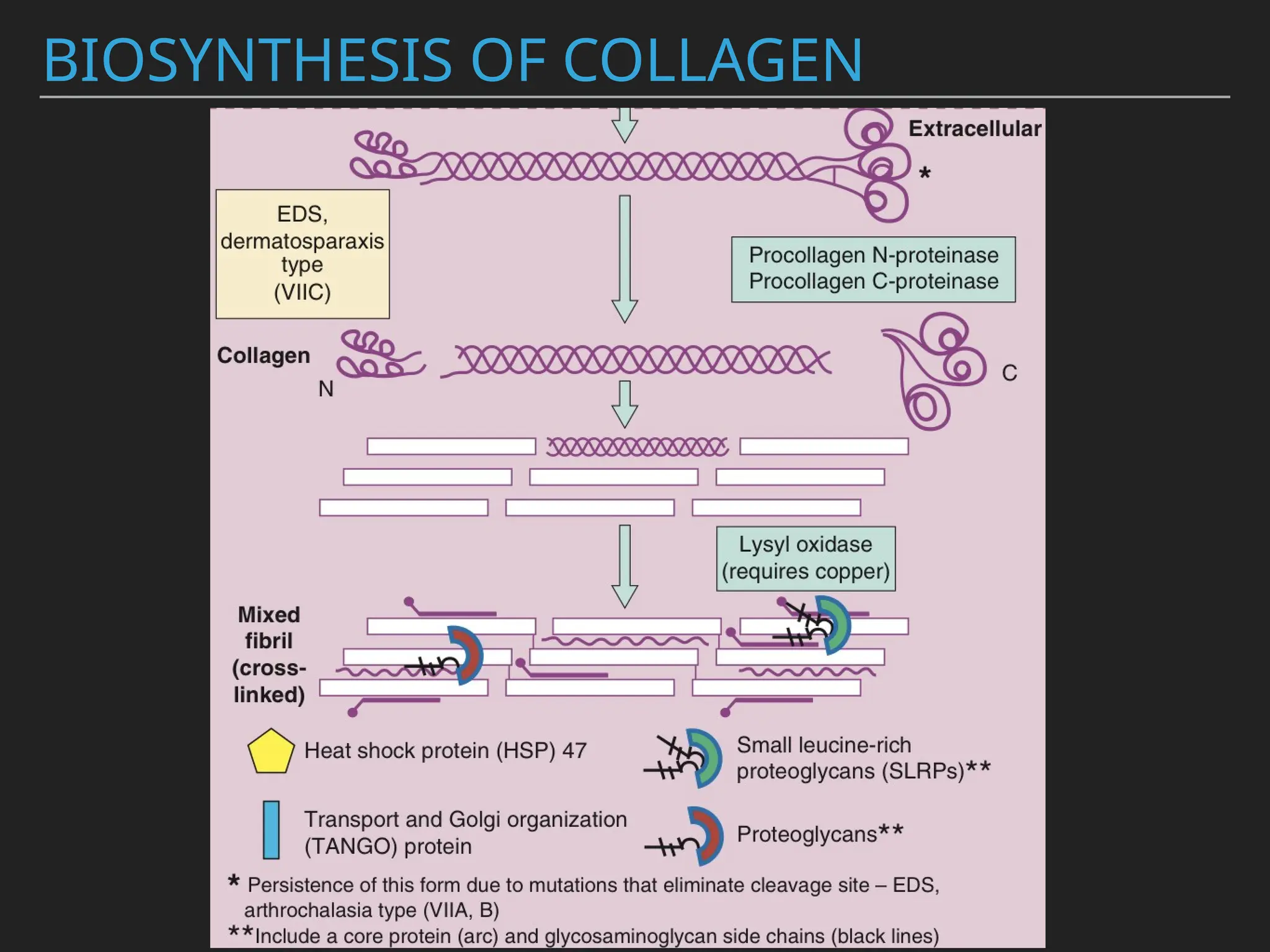BIOSYNTHESIS OF COLLAGEN
 
