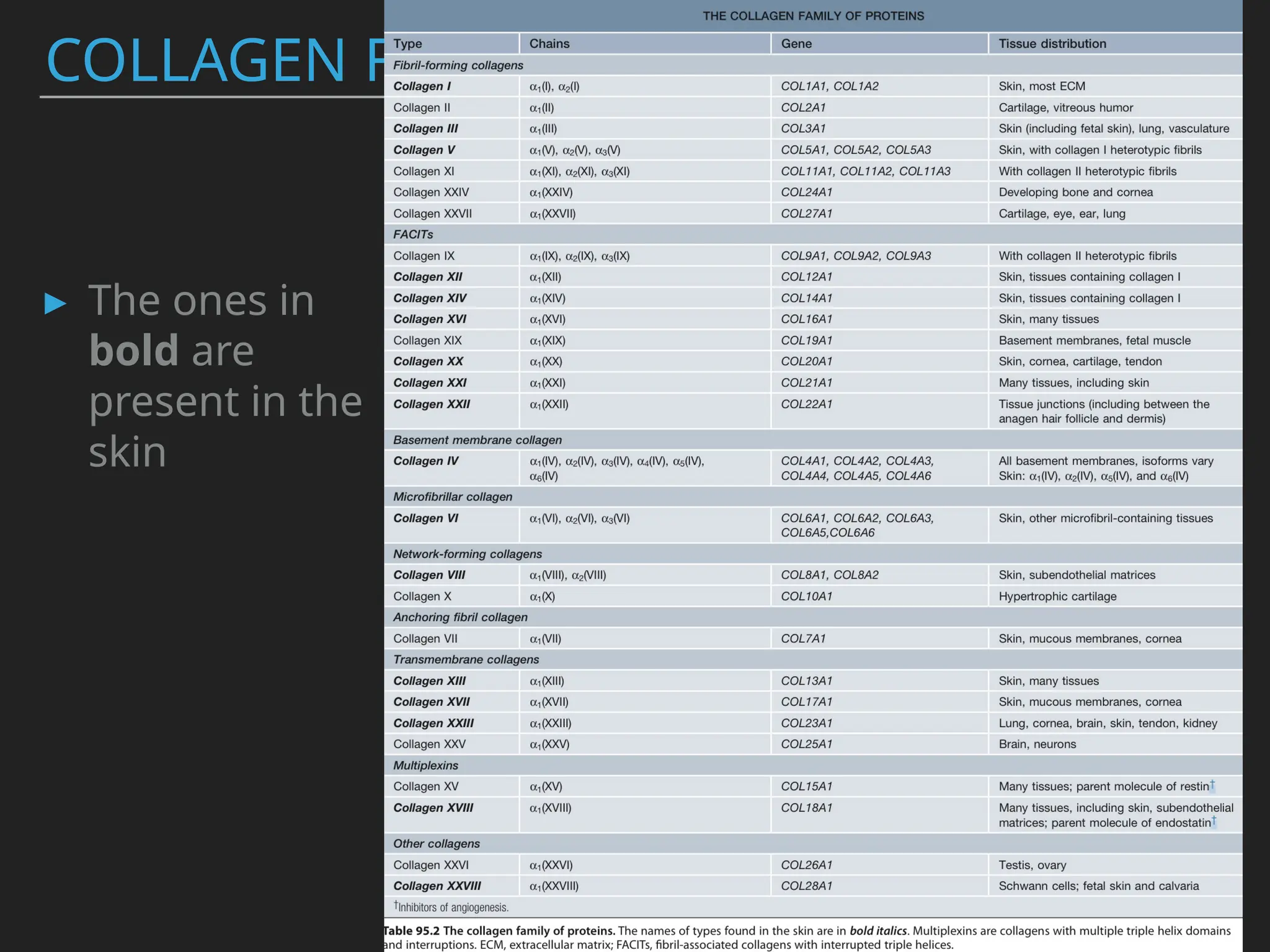 COLLAGEN FAMILY
▸ The ones in
bold are
present in the
skin
 