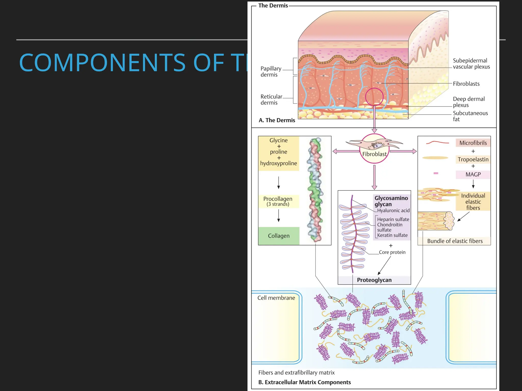 COMPONENTS OF THE ECM
 