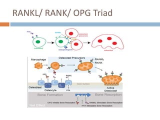 Triads Ranks biology of tooth movement (1).pptx