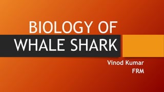 BIOLOGY OF
WHALE SHARK
Vinod Kumar
FRM
 