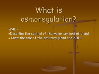 What is osmoregulation? WALT:  ,[object Object]