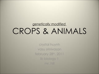 genetically modified  CROPS & ANIMALS crystal huynh vasu srinivasan february 28 th , 2011 ib biology 1 mr. hill 