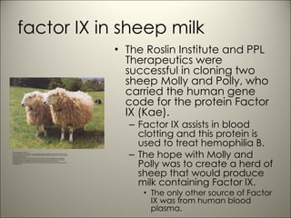 factor IX in sheep milk The Roslin Institute and PPL Therapeutics were successful in cloning two sheep Molly and Polly, who carried the human gene code for the protein Factor IX (Kae).  Factor IX assists in blood clotting and this protein is used to treat hemophilia B.  The hope with Molly and Polly was to create a herd of sheep that would produce milk containing Factor IX. The only other source of Factor IX was from human blood plasma.  http://www.google.com/imgres?imgurl=http://www.islamset.com/healnews/cloning/images/clone2.JPG&imgrefurl=http://www.islamset.com/healnews/cloning/wilmut.html&usg=__wMopfsC5AU46Rj1J3B8xRr1bQyY=&h=189&w=250&sz=37&hl=en&start=28&sig2=pHNWzRmw7E14-kTd5FJp8A&zoom=1&tbnid=UZm9GYFNsrbeeM:&tbnh=126&tbnw=167&ei=pending&prev=/images%3Fq%3Dfactor%2Bix%2Bin%2Bsheep%2Bmilk%26um%3D1%26hl%3Den%26sa%3DN%26biw%3D1280%26bih%3D709%26tbs%3Disch:10,600&um=1&itbs=1&iact=hc&dur=894&oei=YvxmTd3oJYiosQOE2-WoBA&page=2&ndsp=31&ved=1t:429,r:12,s:28&tx=72&ty=98&vpx=795&vpy=254&hovh=140&hovw=185&biw=1280&bih=709 