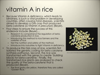 vitamin A in rice Because Vitamin A deficiency, which leads to blindness, is such a vital problem in developing countries, often causing fatal diseases, scientists aimed to develop a GM crop that produced beta carotene (a Vitamin A precursor) (Beyer). Four steps to ensure the success of this endeavor include (Beyer)… Research to comprehend the regulation of beta-carotene production in rice. Introducing this method to rice farmers and the varieties of rice.  Test the nutrition and safety of the method. Introduce into industries to fight Vitamin A deficiency.  To produce this GM crop of rice, scientists first isolated the genetic coding for beta carotene synthesis pathways. Second, the rice was transformed with the genes to create ‘building blocks for beta-carotene.’ Finally, the transformed rice plants are analyzed to check the quality of the beta-carotene that is produced (Beyer).  The final grains are yellow, therefore they are called ‘Golden Rice.’ http://ec.europa.eu/research/agriculture/projects_showcase04_en.htm 