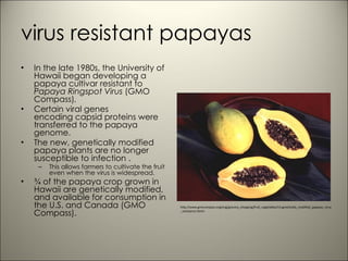 virus resistant papayas In the late 1980s, the University of Hawaii began developing a papaya cultivar resistant to  Papaya Ringspot Virus  (GMO Compass) . Certain viral genes encoding capsid proteins were transferred to the papaya genome.  The new, genetically modified papaya plants are no longer susceptible to infection . This allows farmers to cultivate the fruit even when the virus is widespread. ¾ of the papaya crop grown in Hawaii are genetically modified, and available for consumption in the U.S. and Canada (GMO Compass). http://www.gmocompass.org/eng/grocery_shopping/fruit_vegetables/14.genetically_modified_papayas_virus_resistance.html>. 