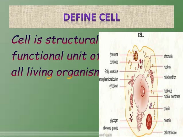 The Cell - It's Structure And Functions | PPT