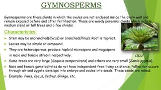 GYMNOSPERMS
Gymnosperms are those plants in which the ovules are not enclosed inside the ovary wall and
remain exposed before and after fertilisation. These are woody perennial plants which include
medium sized or tall trees and a few shrubs.
Characteristics:
 Stem may be unbranched(Cycas) or branched(Pinus). Root is taproot.
 Leaves may be simple or compound.
 They are heterosporous, produce haploid microspore and megaspore
in male and female strobili respectively. CYCAS
 Some trees are very large (Sequoia sempervirens) and others are very small (Zamia pygmia).
 Male and female gametophytes do not have independent free-living existence. Pollination occurs
through air and zygote develops into embryo and ovules into seeds. These seeds are naked.
 Example- Pines, Cycus, Cedrus, Ginkgo, etc.
 