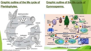 Graphic outline of the life cycle of
Pteridophytes.
Graphic outline of the life cycle of
Gymnosperms.
 