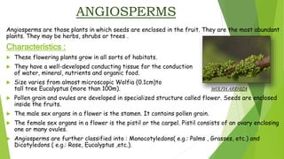 ANGIOSPERMS
Angiosperms are those plants in which seeds are enclosed in the fruit. They are the most abundant
plants. They may be herbs, shrubs or trees .
Characteristics :
 These flowering plants grow in all sorts of habitats.
 They have a well-developed conducting tissue for the conduction
of water, mineral, nutrients and organic food.
 Size varies from almost microscopic Wolfia (0.1cm)to
tall tree Eucalyptus (more than 100m). WOLFIA ARRHIZA
 Pollen grain and ovules are developed in specialized structure called flower. Seeds are enclosed
inside the fruits.
 The male sex organs in a flower is the stamen. It contains pollen grain.
 The female sex organs in a flower is the pistil or the carpel. Pistil consists of an ovary enclosing
one or many ovules.
 Angiosperms are further classified into : Monocotyledons( e.g.: Palms , Grasses, etc.) and
Dicotyledons ( e.g.: Rose, Eucalyptus ,etc.).
 