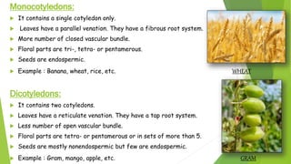 Monocotyledons:
 It contains a single cotyledon only.
 Leaves have a parallel venation. They have a fibrous root system.
 More number of closed vascular bundle.
 Floral parts are tri-, tetra- or pentamerous.
 Seeds are endospermic.
 Example : Banana, wheat, rice, etc. WHEAT
Dicotyledons:
 It contains two cotyledons.
 Leaves have a reticulate venation. They have a tap root system.
 Less number of open vascular bundle.
 Floral parts are tetra- or pentamerous or in sets of more than 5.
 Seeds are mostly nonendospermic but few are endospermic.
 Example : Gram, mango, apple, etc. GRAM
 