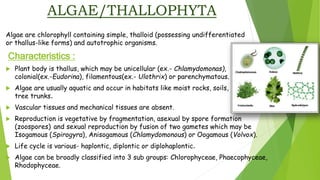 ALGAE/THALLOPHYTA
Algae are chlorophyll containing simple, thalloid (possessing undifferentiated
or thallus-like forms) and autotrophic organisms.
Characteristics :
 Plant body is thallus, which may be unicellular (ex.- Chlamydomonas),
colonial(ex.-Eudorina), filamentous(ex.- Ulothrix) or parenchymatous.
 Algae are usually aquatic and occur in habitats like moist rocks, soils,
tree trunks.
 Vascular tissues and mechanical tissues are absent.
 Reproduction is vegetative by fragmentation, asexual by spore formation
(zoospores) and sexual reproduction by fusion of two gametes which may be
Isogamous (Spirogyra), Anisogamous (Chlamydomonous) or Oogamous (Volvox).
 Life cycle is various- haplontic, diplontic or diplohaplontic.
 Algae can be broadly classified into 3 sub groups: Chlorophyceae, Phaecophyceae,
Rhodophyceae.
 