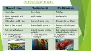 CLASSES OF ALGAE
Chlorophyceae Phaecophyceae Rhodophyceae.
• Green Algae • Brown Algae • Red Algae
• Mostly fresh water and
sub aerial.
• Mostly marine. • Mostly marine.
• Chlorophyll a and b type. • Chlorophyll a and c type • Chlorophyll a and d type.
• Reserve food is starch • Reserve food is laminarin • Reserve food is floridean
starch.
• Cell wall is of cellulose • Cell wall contains cellulose
and algin.
• Cell wall contains cellulose
and polysulphate esters.
• Ex- Chlamydomonas,
Ulothrix, spirogyra.
• Ex- Fucus, Sargassum,
ectocarpus.
Ex- Polysiphonia, Gelidium,
Porphyra ,etc.
 