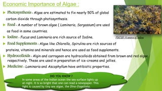 Economic Importance of Algae :
 Photosynthesis : Algae are estimated to fix nearly 50% of global
carbon dioxide through photosynthesis.
 Food : A number of brown algae ( Laminaria, Sargassum) are used
as food in some countries.
 Iodine : Fucus and Laminaria are rich source of Iodine. FUCUS : A source of Iodine
 Food Supplements : Algae like Chlorella, Spirulina are rich sources of
proteins, vitamins and minerals and hence are used as food supplements.
 Hydrocolloids : Algin and carrageen are hydrocolloids obtained from brown and red algae
respectively. These are used in preparation of ice-creams and jellies.
 Medicine : Laminaria and Ascophyllum have antibiotic properties.
DID YOU KNOW ?
In some areas of the Indian ocean the sea surface lights up
at night. It is so bright that one can read a newspaper. This
light is caused by tiny sea algae, the Dino-flagellata.
 