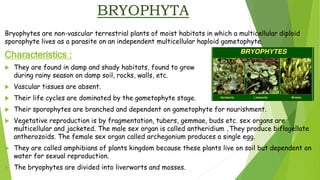 BRYOPHYTA
Bryophytes are non-vascular terrestrial plants of moist habitats in which a multicellular diploid
sporophyte lives as a parasite on an independent multicellular haploid gametophyte.
Characteristics :
 They are found in damp and shady habitats, found to grow
during rainy season on damp soil, rocks, walls, etc.
 Vascular tissues are absent.
 Their life cycles are dominated by the gametophyte stage.
 Their sporophytes are branched and dependent on gametophyte for nourishment.
 Vegetative reproduction is by fragmentation, tubers, gemmae, buds etc. sex organs are
multicellular and jacketed. The male sex organ is called antheridium .They produce biflagellate
antherozoids. The female sex organ called archegonium produces a single egg.
 They are called amphibians of plants kingdom because these plants live on soil but dependent on
water for sexual reproduction.
 The bryophytes are divided into liverworts and mosses.
 