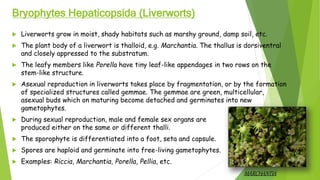 Bryophytes Hepaticopsida (Liverworts)
 Liverworts grow in moist, shady habitats such as marshy ground, damp soil, etc.
 The plant body of a liverwort is thalloid, e.g. Marchantia. The thallus is dorsiventral
and closely appressed to the substratum.
 The leafy members like Porella have tiny leaf-like appendages in two rows on the
stem-like structure.
 Asexual reproduction in liverworts takes place by fragmentation, or by the formation
of specialized structures called gemmae. The gemmae are green, multicellular,
asexual buds which on maturing become detached and germinates into new
gametophytes.
 During sexual reproduction, male and female sex organs are
produced either on the same or different thalli.
 The sporophyte is differentiated into a foot, seta and capsule.
 Spores are haploid and germinate into free-living gametophytes.
 Examples: Riccia, Marchantia, Porella, Pellia, etc.
MARCHANTIA
 