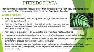 PTERIDOPHYTA
Pteridophytes are seedless, vascular plants that have sporophytic plant body and inconspicuous
gametophyte. They are commonly called ferns. Ex- Dryopteris, Marsilea.
Characteristics:
 They are found in cool, damp, shady places though some may flourish
well in sandy soil condition.
 Evolutionarily, they are the first terrestrial plants to possess vascular
tissues but vessels are absent from xylem and companion cells and
sieve tube are also absent. PTERIS MURICATA
 Plant body is a sporophyte, differentiated into true stem, roots and leaves
 Leaves may be small microphyllous( as in Lycopodium) or large macrophyllous( as in Pteris).
 Sporophytes bear sporangia that are subtend by leaf like appendages called sporophylls. Spores
germinate to produce multicellular thalloid, prothallus.
 Gametophyte bears male and female sex organ called antheridia and archegonia. Mostly, spores
are of similar kind (homosporous) but in Selginella and Salvinia, spores are of two kinds
(heterosporous).
 