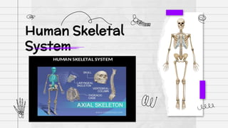 Human Skeletal
System
 