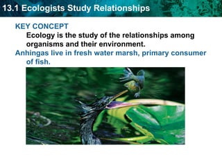 13.1 Ecologists Study Relationships
KEY CONCEPT
Ecology is the study of the relationships among
organisms and their environment.
Anhingas live in fresh water marsh, primary consumer
of fish.

 
