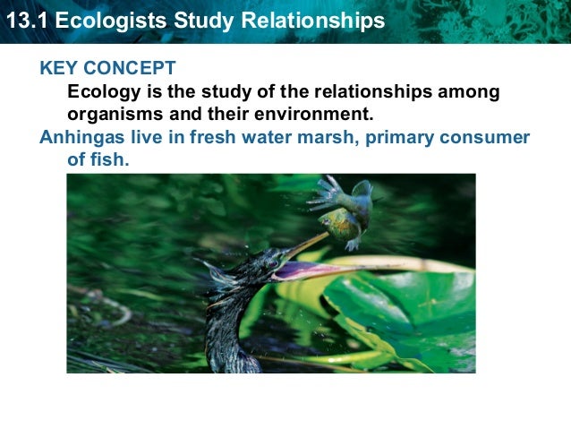 Biology Ppt 13 1