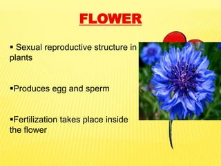 Reproduction in flowering plants (sexual reproduction) | PPSX