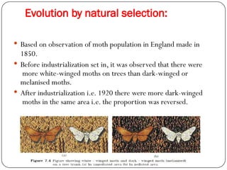Evolution Moth Process BIOLOGY PPT ( EVOLUTION ) CLASS XII.pptx