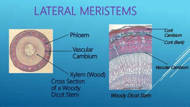 Stems Chapter 6 Outline External Form Of A Woody Twig Origin And Development Of Stems Tissue Patterns In Stems Herbaceous Dicotyledonous Stems Ppt Download
