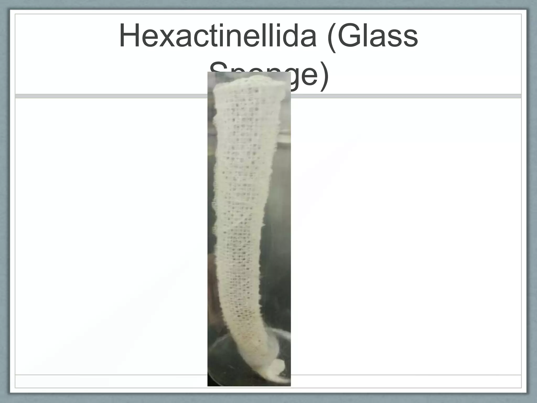 Hexactinellida (Glass
     Sponge)
 