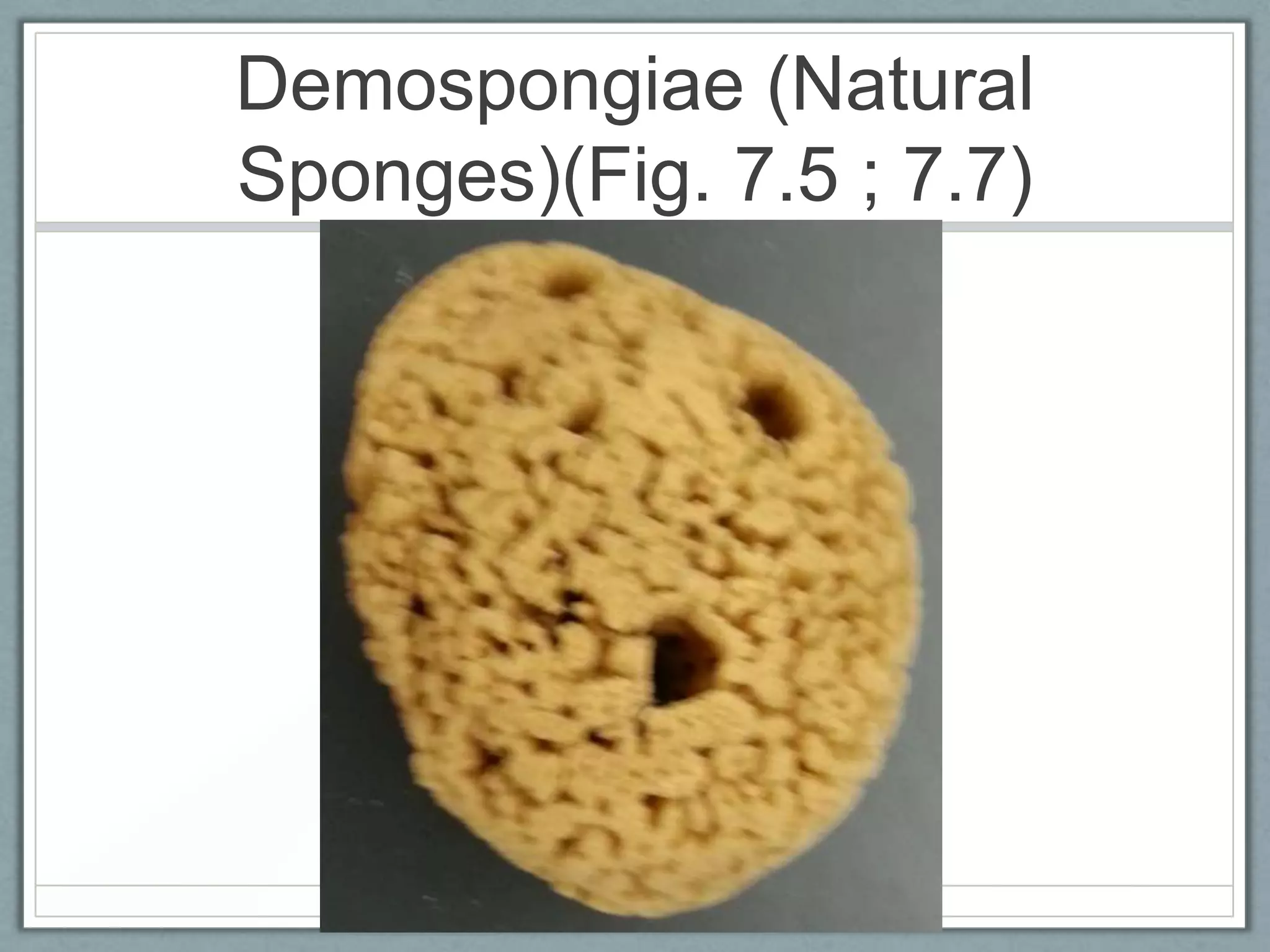 Demospongiae (Natural
Sponges)(Fig. 7.5 ; 7.7)
 