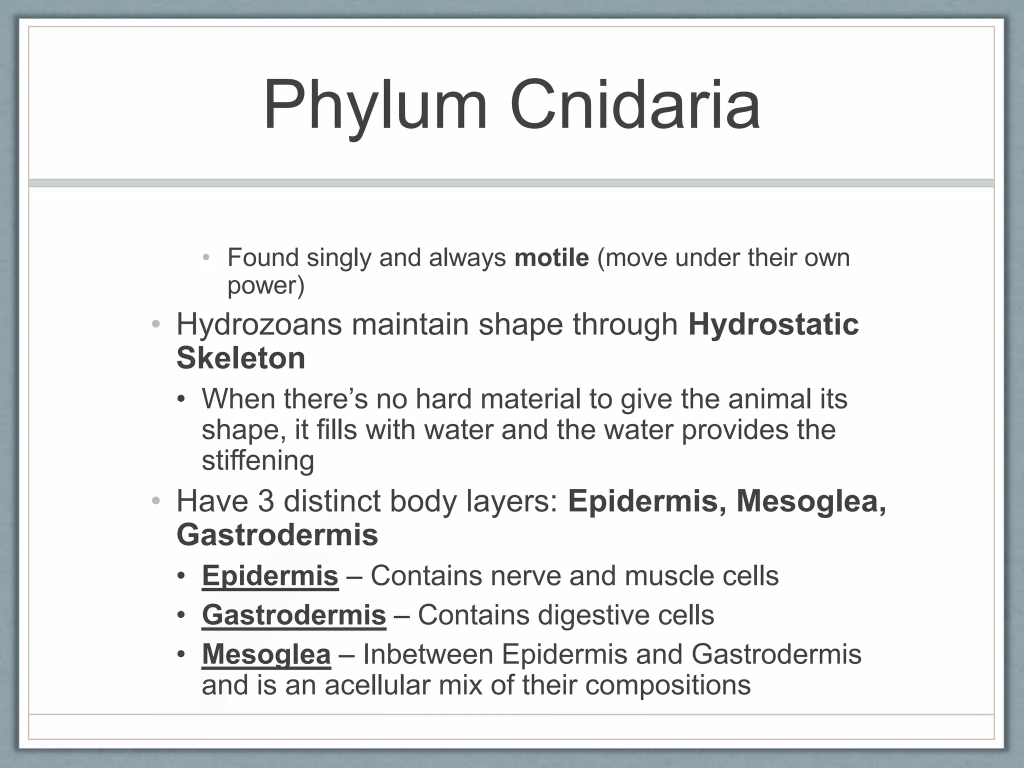 Phylum Cnidaria

   • Found singly and always motile (move under their own
     power)
• Hydrozoans maintain shape through Hydrostatic
  Skeleton
 • When there’s no hard material to give the animal its
   shape, it fills with water and the water provides the
   stiffening
• Have 3 distinct body layers: Epidermis, Mesoglea,
  Gastrodermis
 • Epidermis – Contains nerve and muscle cells
 • Gastrodermis – Contains digestive cells
 • Mesoglea – Inbetween Epidermis and Gastrodermis
   and is an acellular mix of their compositions
 