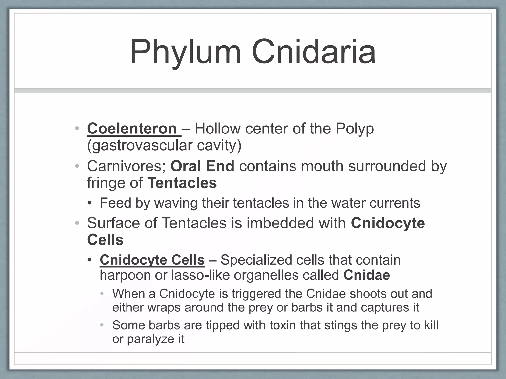Phylum Cnidaria

• Coelenteron – Hollow center of the Polyp
  (gastrovascular cavity)
• Carnivores; Oral End contains mouth surrounded by
  fringe of Tentacles
 • Feed by waving their tentacles in the water currents
• Surface of Tentacles is imbedded with Cnidocyte
  Cells
 • Cnidocyte Cells – Specialized cells that contain
   harpoon or lasso-like organelles called Cnidae
   • When a Cnidocyte is triggered the Cnidae shoots out and
     either wraps around the prey or barbs it and captures it
   • Some barbs are tipped with toxin that stings the prey to kill
     or paralyze it
 