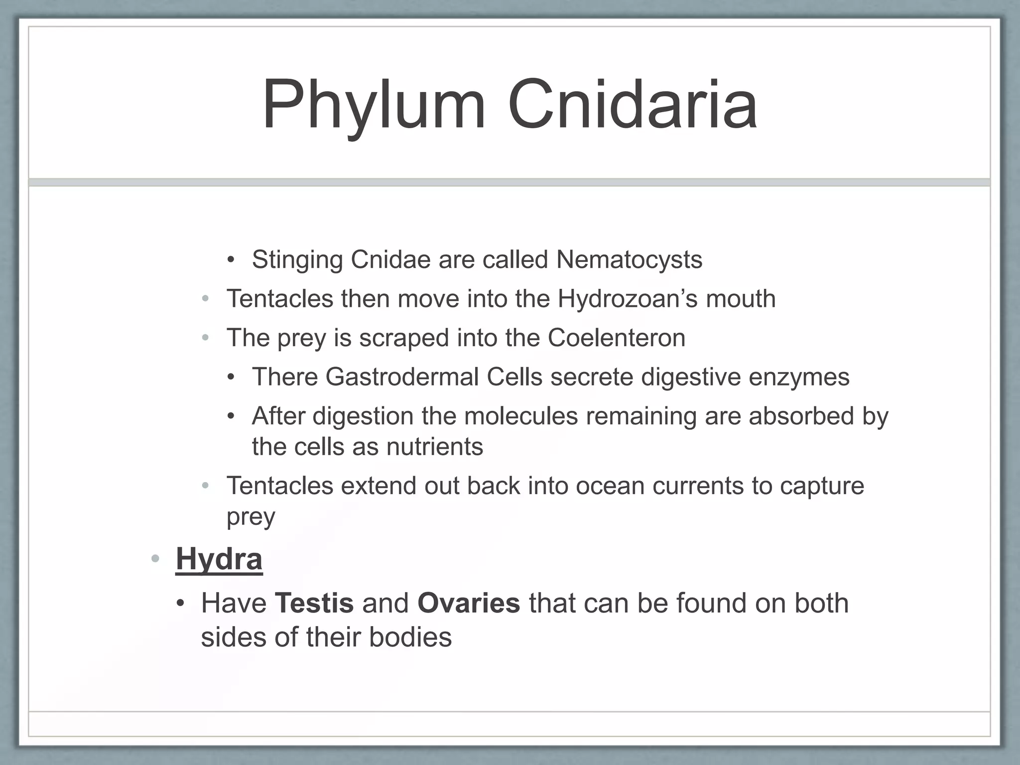 Phylum Cnidaria

     • Stinging Cnidae are called Nematocysts
   • Tentacles then move into the Hydrozoan’s mouth
   • The prey is scraped into the Coelenteron
     • There Gastrodermal Cells secrete digestive enzymes
     • After digestion the molecules remaining are absorbed by
       the cells as nutrients
   • Tentacles extend out back into ocean currents to capture
     prey
• Hydra
 • Have Testis and Ovaries that can be found on both
   sides of their bodies
 