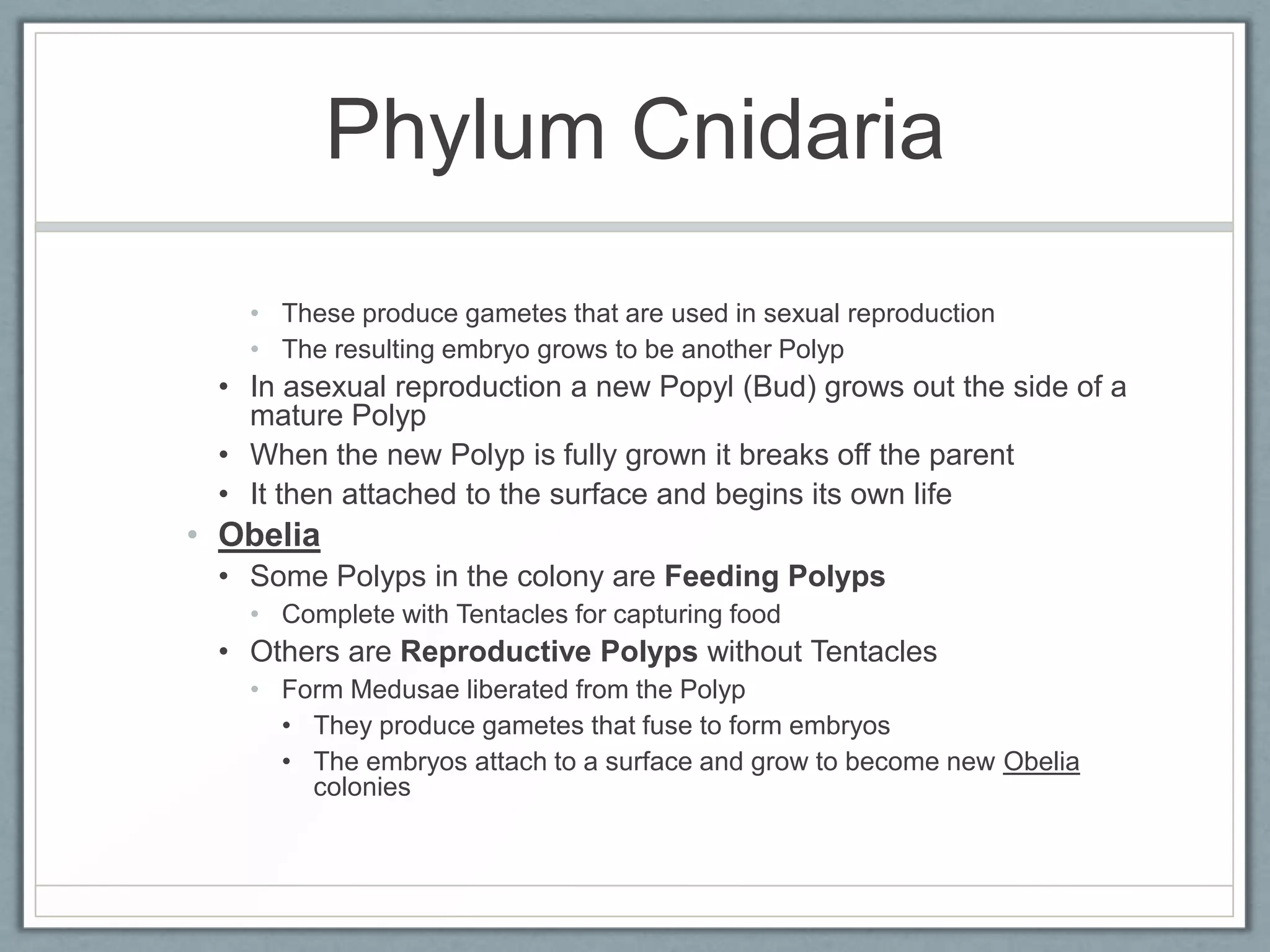 Phylum Cnidaria
   • These produce gametes that are used in sexual reproduction
   • The resulting embryo grows to be another Polyp
 • In asexual reproduction a new Popyl (Bud) grows out the side of a
   mature Polyp
 • When the new Polyp is fully grown it breaks off the parent
 • It then attached to the surface and begins its own life
• Obelia
 • Some Polyps in the colony are Feeding Polyps
   • Complete with Tentacles for capturing food
 • Others are Reproductive Polyps without Tentacles
   • Form Medusae liberated from the Polyp
     • They produce gametes that fuse to form embryos
     • The embryos attach to a surface and grow to become new Obelia
       colonies
 