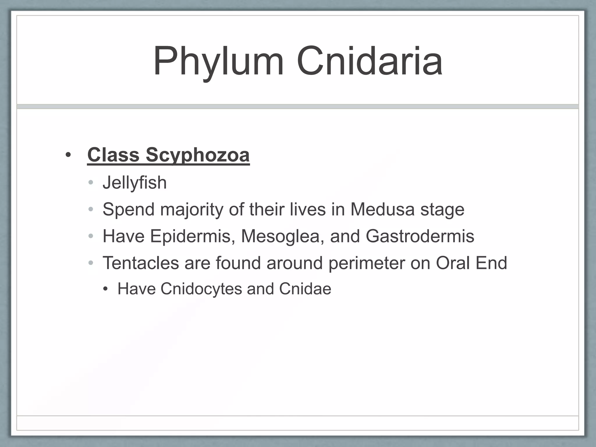 Phylum Cnidaria

• Class Scyphozoa
  •   Jellyfish
  •   Spend majority of their lives in Medusa stage
  •   Have Epidermis, Mesoglea, and Gastrodermis
  •   Tentacles are found around perimeter on Oral End
      • Have Cnidocytes and Cnidae
 