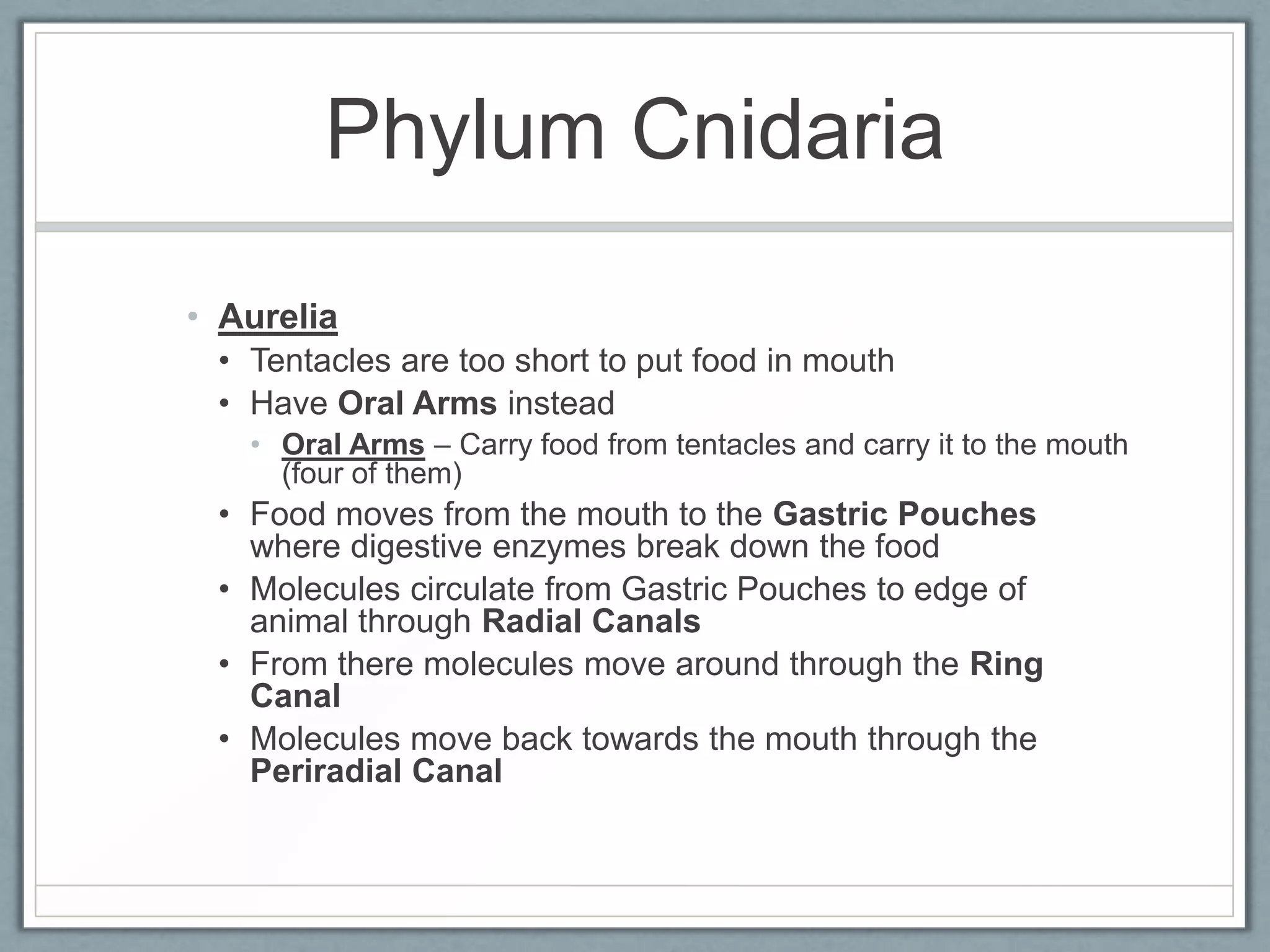 Phylum Cnidaria

• Aurelia
 • Tentacles are too short to put food in mouth
 • Have Oral Arms instead
   • Oral Arms – Carry food from tentacles and carry it to the mouth
     (four of them)
 • Food moves from the mouth to the Gastric Pouches
   where digestive enzymes break down the food
 • Molecules circulate from Gastric Pouches to edge of
   animal through Radial Canals
 • From there molecules move around through the Ring
   Canal
 • Molecules move back towards the mouth through the
   Periradial Canal
 