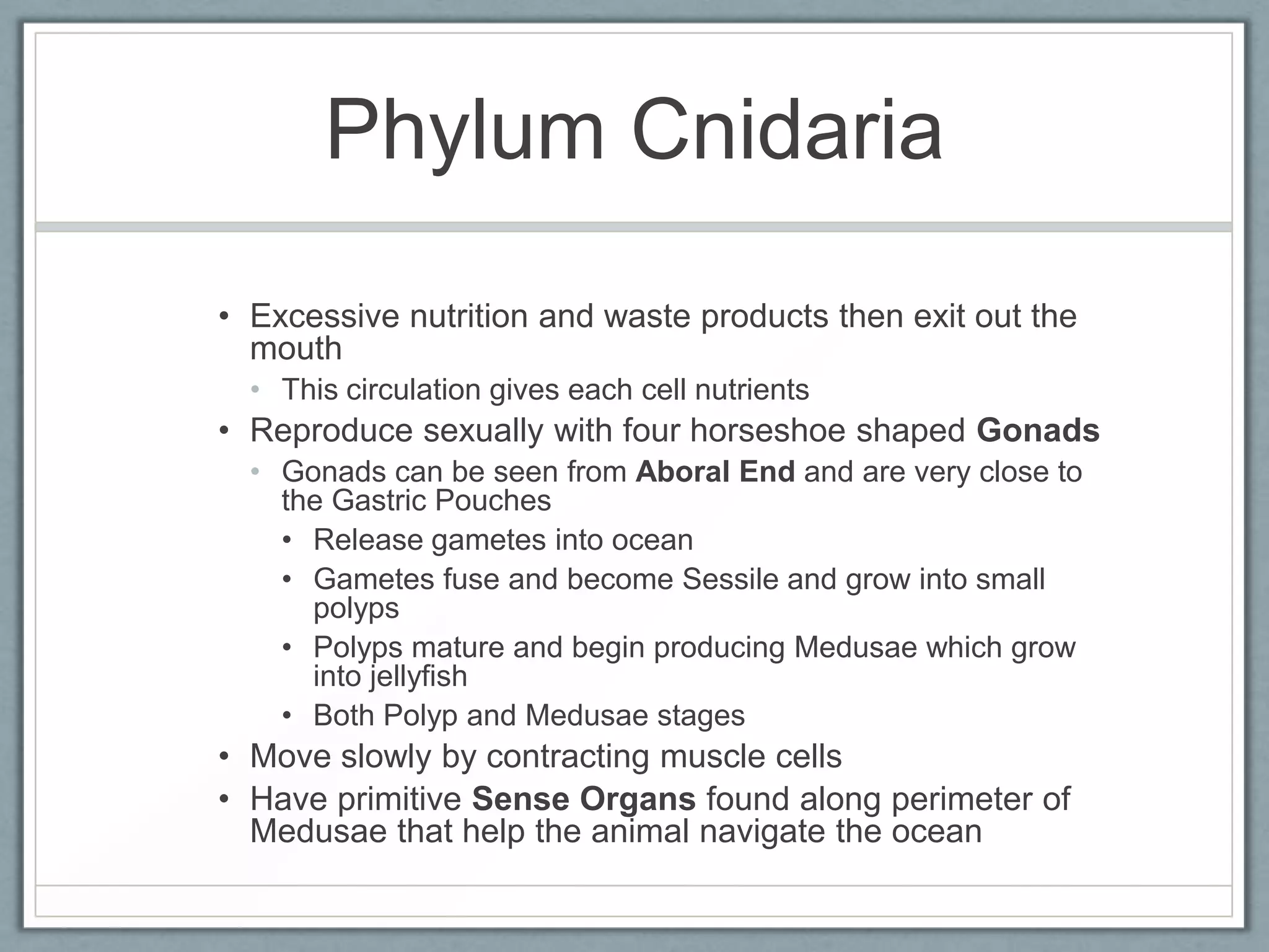 Phylum Cnidaria
• Excessive nutrition and waste products then exit out the
  mouth
  • This circulation gives each cell nutrients
• Reproduce sexually with four horseshoe shaped Gonads
  • Gonads can be seen from Aboral End and are very close to
    the Gastric Pouches
    • Release gametes into ocean
    • Gametes fuse and become Sessile and grow into small
      polyps
    • Polyps mature and begin producing Medusae which grow
      into jellyfish
    • Both Polyp and Medusae stages
• Move slowly by contracting muscle cells
• Have primitive Sense Organs found along perimeter of
  Medusae that help the animal navigate the ocean
 